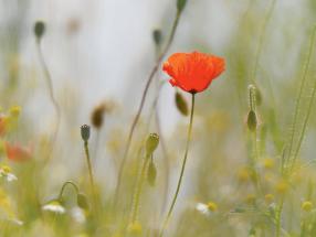Wir danken allen Subvensionsträgern und Spendern!